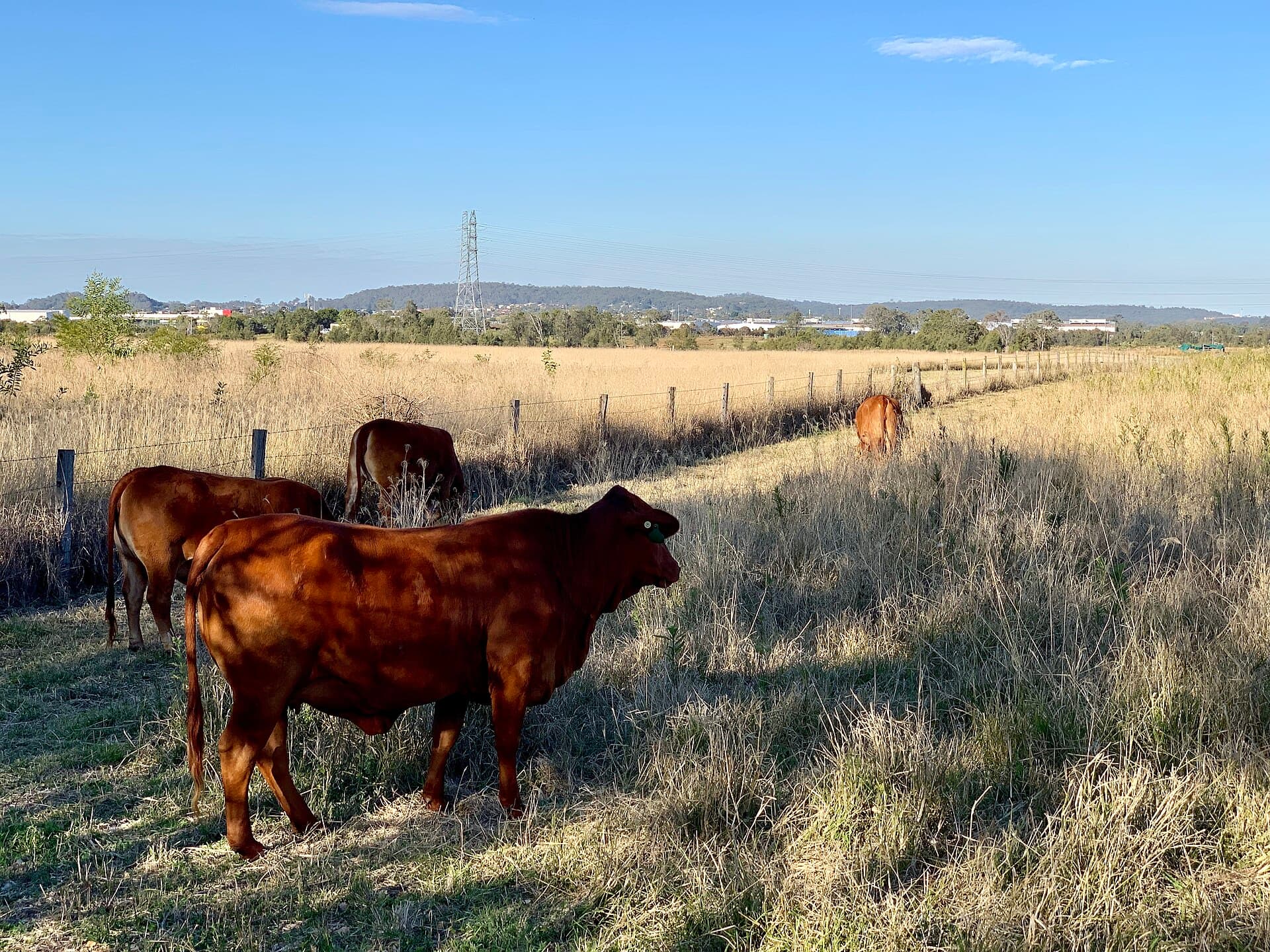 Cattle grazing behind a rural fence at Oxley Creek Common, Rocklea, Queensland
