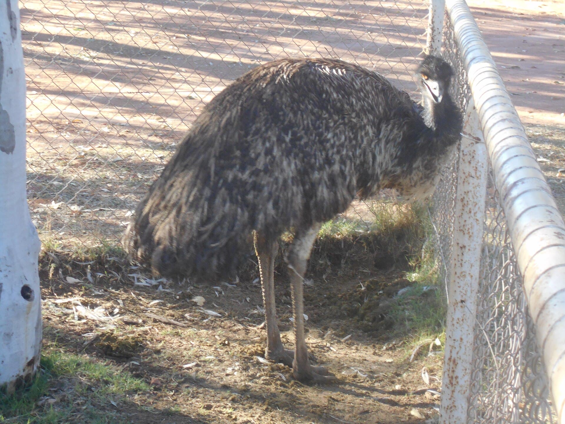 An emu beside a rural fence in open country at Curtin Springs, Northern Territory