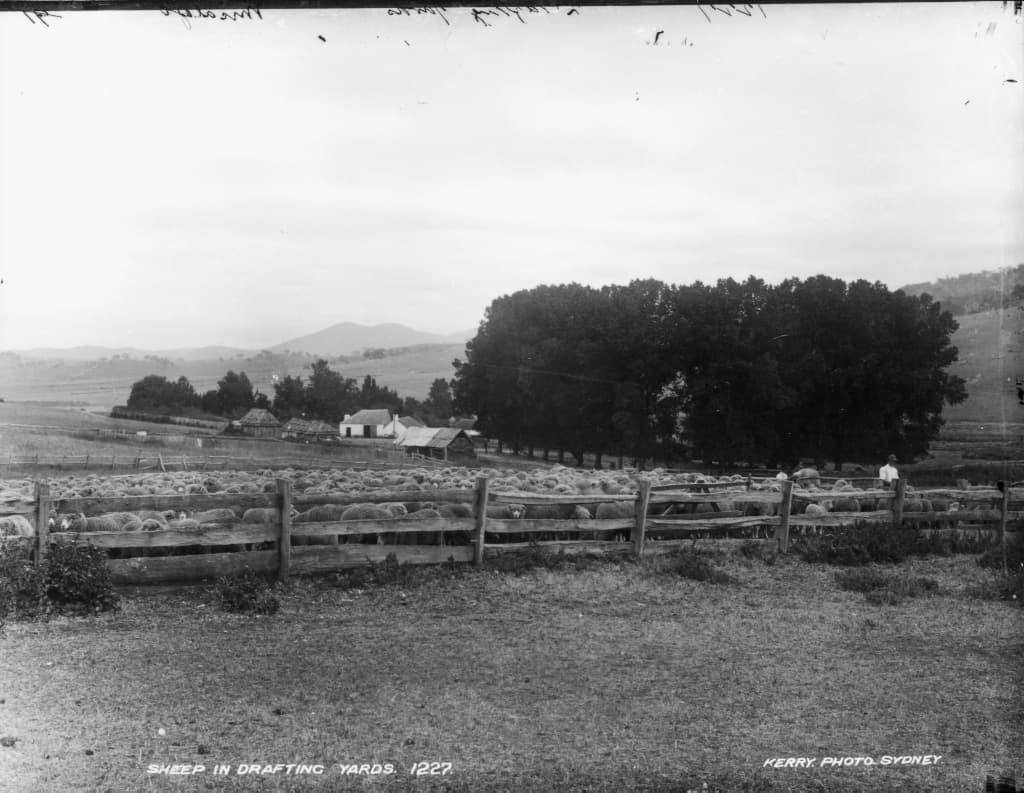 Sheep crowded in timber drafting yards on an Australian property